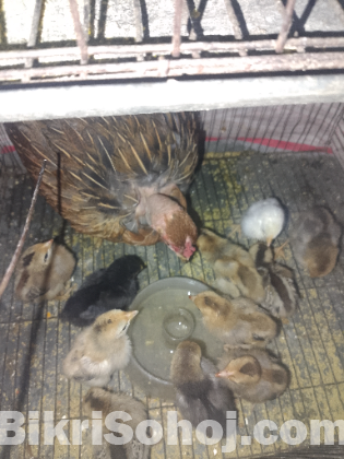 দেশি মুরগী বাচ্চা সহ